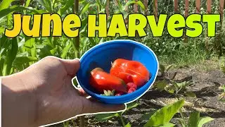 Serene June Harvest Compilation