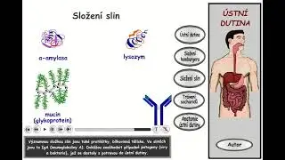 Trávení, část 3: Ústní dutina - složení slin