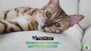 Purina Pro Plan Delicate для стерилизованных кошек и кастрированных котов