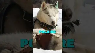 ILS ONT MANGÉ LEURS CHIENS 🐕 DE TRAÎNEAUX 🛷