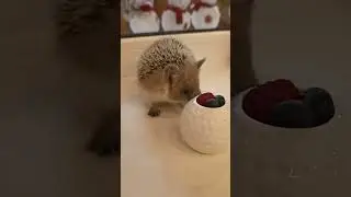Ушастый ёжик отказался от ягод