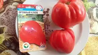 Томат 