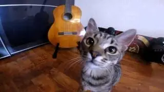 Кекс Боксер