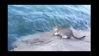 Gatinha pescadora