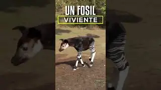 El OKAPI es un FOSIL VIVIENTE. #animales #curiosidades #jirafa #fauna #animalesincreibles