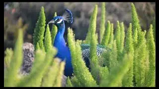 Amazing Natural  Birds In The World Planet  (Nature & Wildlife)