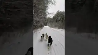 Знакомство Гул’дана с упряжкой