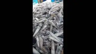 Nelayan Cantrang tegal hasil bisa sampai 25 juta per 2 bulan