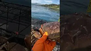 That's A MONSTER Crab!