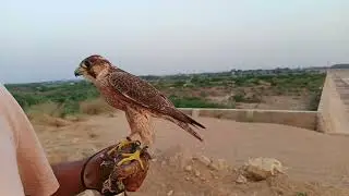 Juvenile Male Shaheen & Adult Laggar Falcon