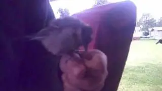 Kleiner zahmer Vogel