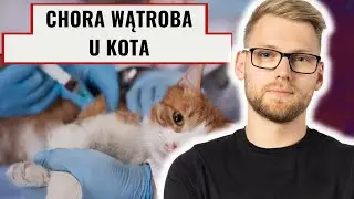 Choroby wątroby u kota — objawy, przyczyny i leczenie.