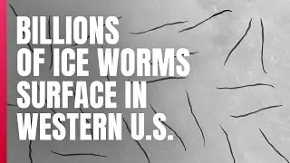BILLIONS of ice worms are surfacing on glaciers… and no one knows why