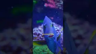 Les poissons boivent-il de l’eau?🐠 #shorts