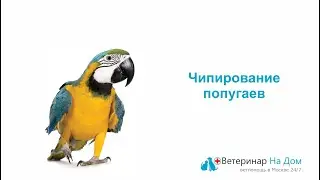 Чипирование попугая
