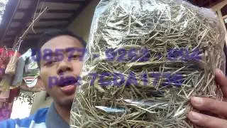 Ternak Kelinci- 085779262894 Jual Timothy Hay Makanan kelinci yang Baik