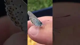 Butterfly day moth