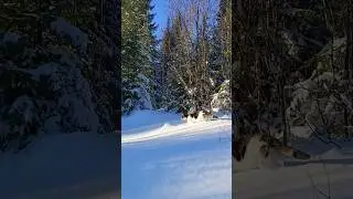Вывел кошку и кота погулять в снежный лес. Что бы не боялась леса, после того как ее выкинули.