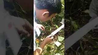Harvesting huge sweet potato in abandoned land