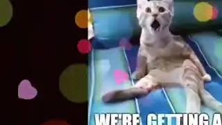 Doggy Dental with no Anesthetic
