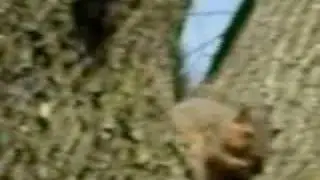Squirrel Eating. :P