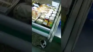 Котенок в продуктовом магазине Прага в городе Бендеры