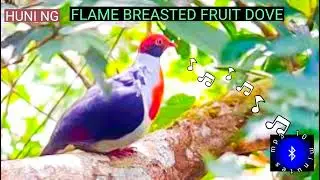 FLAME BREASTED FRUIT DOVE SOUND #philippinebirds #huntsman_ph