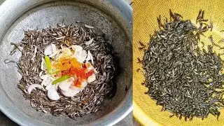 ★গ্রামের বাড়ির পাশের পুকুরের টাটকা ছোট টাকি মাছের পোনা রান্না করলাম ||