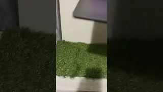 "touch grass" #shorts