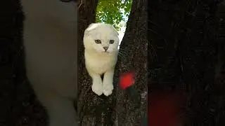 Прогулочка #шотландскаявислоухая #скоттишфолд #ns1133 #котята