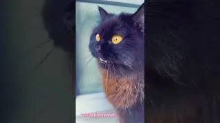 Kucing Lucu ni 😍😍😍
