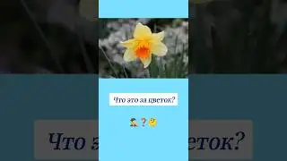 Как называется этот цветок? 🤔 