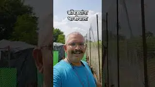 कोंबड्यांना भाजी - प्रत्येक भाजीपाला शेतकऱ्याने कोंबड्या पाळल्याच पाहिजेत #कोंबडी_पालन #कुकुटपालन