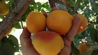 Абрикос Фаралия / Apricot Faralia/ Урожай 2020. Превосходный сорт. Отзыв и видео от Макси Сад