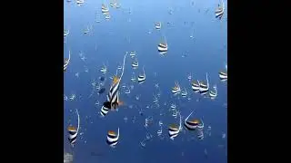 Ikan Cantik