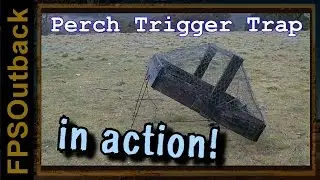 Perch Trigger Cage Animal Trap in Action!