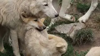 wolf free use and No Copyright to subscriber