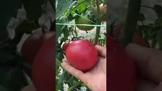 Помидор Хеппи Нет и Айдар
