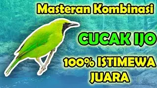 MASTERAN CUCAK IJO FULL ISIAN BESETAN DAN ROLL TEMBAKAN KASAR SUARA JERNIH !!! full isian kenari