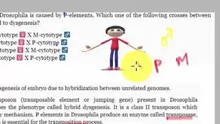 Hybrid Dysgenesis  in Drosophila(P element)