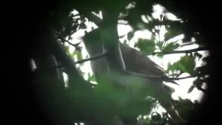 Nightingale 2012