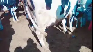 2 beautiful frizan cross cow for sale in pakistan youtube
