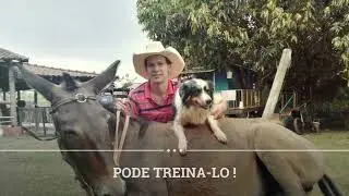 como deixar um cavalo leve de redea