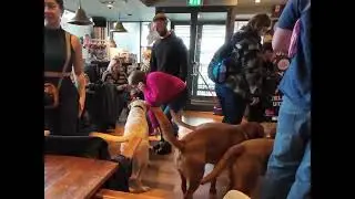 Labrador Cafe - Pop+Bark - Pitcher & Piano Southampton #pop+bark #labrador #labradorcafe
