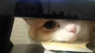 Кот ищет откуда раздается мурчание другого кота.