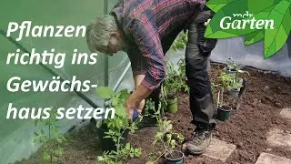 Properly planting, ventilating, and watering plants in the greenhouse | MDR Garden
