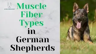 Muscle Fiber Types in German Shepherds