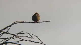 Troglodytes troglodytes
