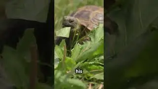Meet Jonathan: The 190-Year-Old Tortoise!
