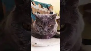 кот Жорик 🐱🐱🐱 